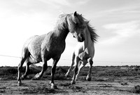 Camargue