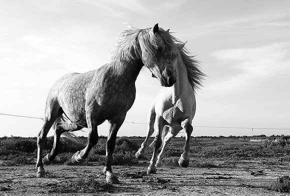 Camargue