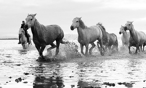 Horses - Camargue