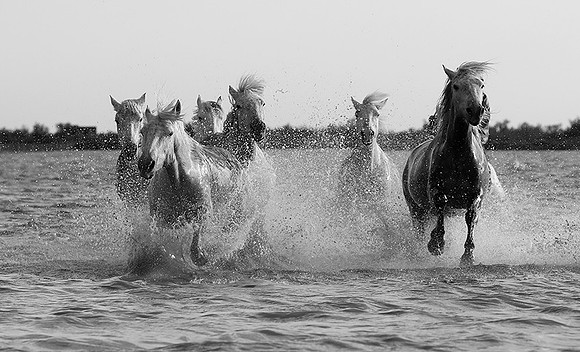 Camargue