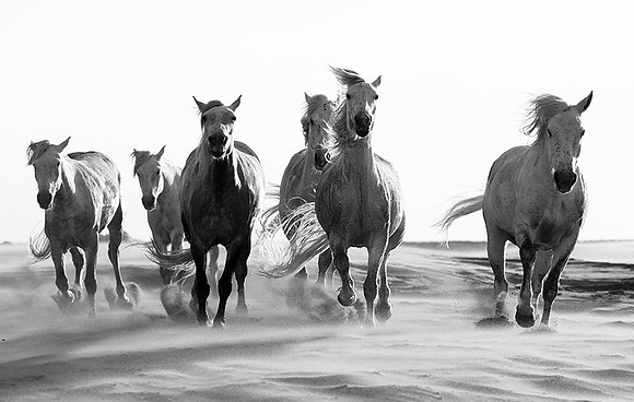 Horses in sand dunes - Camargue