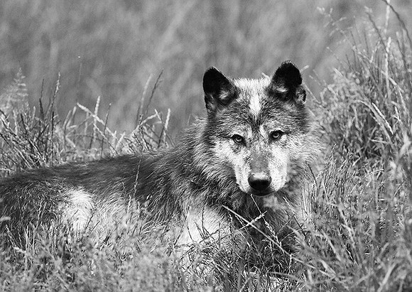 Black wolf - Parc animalier de ste Croix