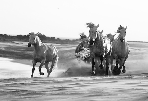 Horses - Camargue