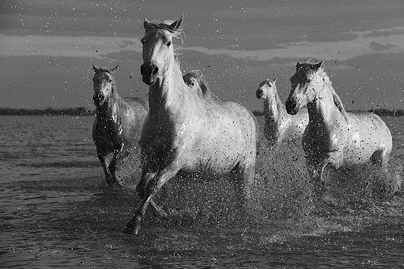 Horses in the water - Camargue