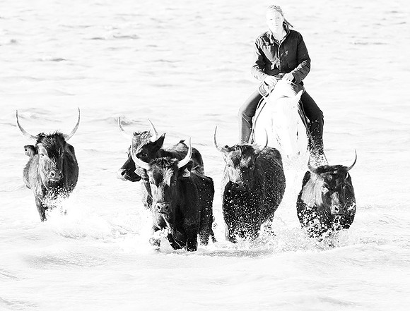 Black bulls - Camargue