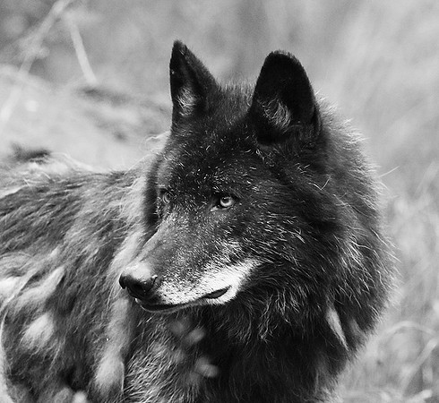 Black wolf - Parc animalier de ste Croix
