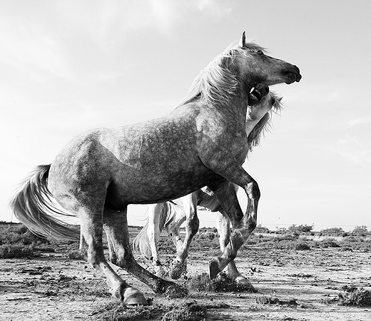 Camargue