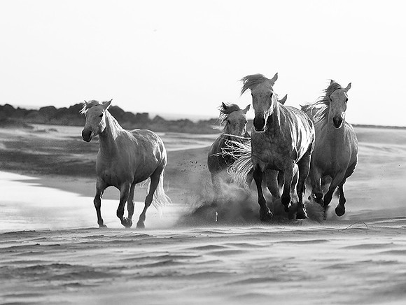 Horses - Camargue