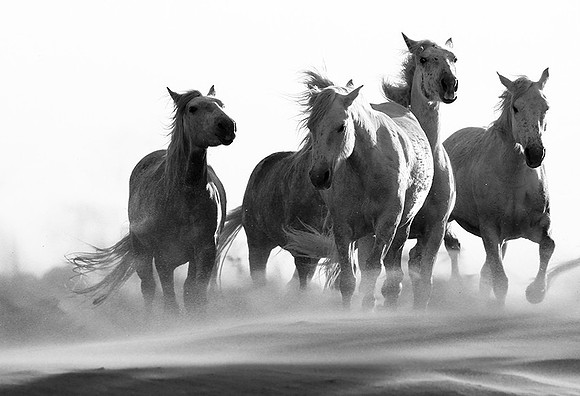 Horses in sand dunes - Camargue