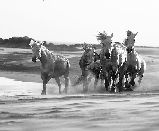 Horses - Camargue