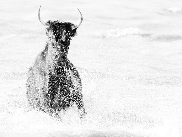 Black bulls - Camargue