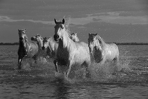 Horses in the water - Camargue