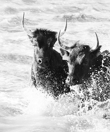 Black bulls - Camargue