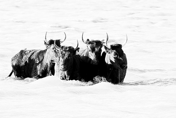 Black bulls - Camargue