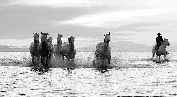 Horses - Camargue