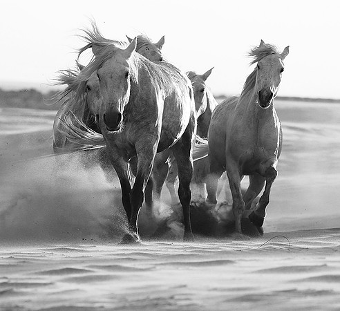 Horses - Camargue