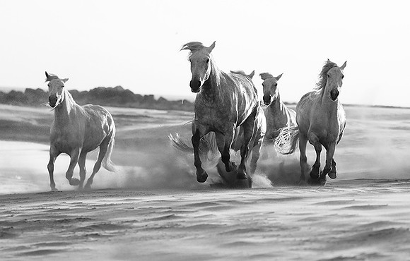 Horses - Camargue