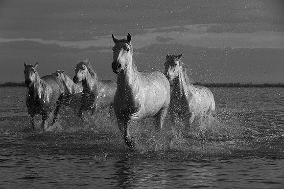 Horses in the water - Camargue