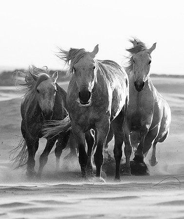 Horses - Camargue