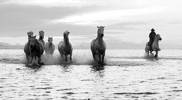 Horses - Camargue