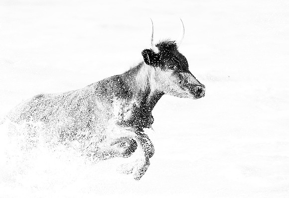 Black bulls - Camargue