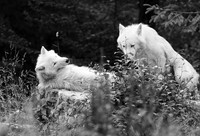 White wolves