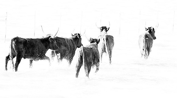 Black bulls - Camargue