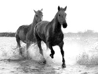 Camargue