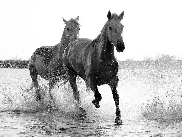 Camargue