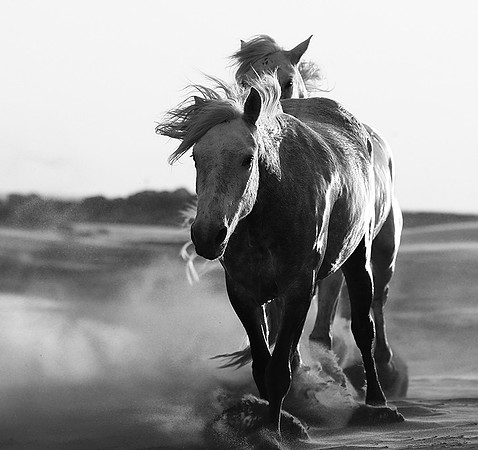 Horses - Camargue
