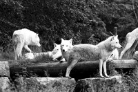 White wolves
