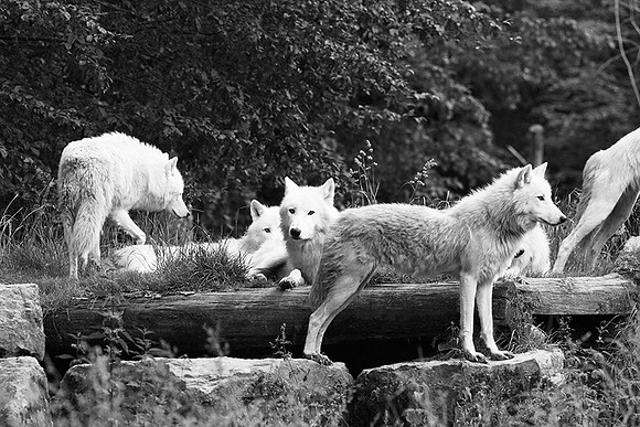 White wolves