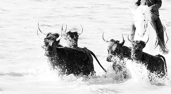 Black bulls - Camargue