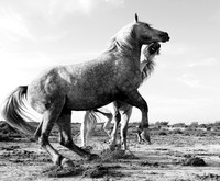 Camargue