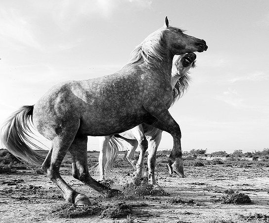 Camargue