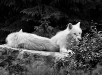 White wolves