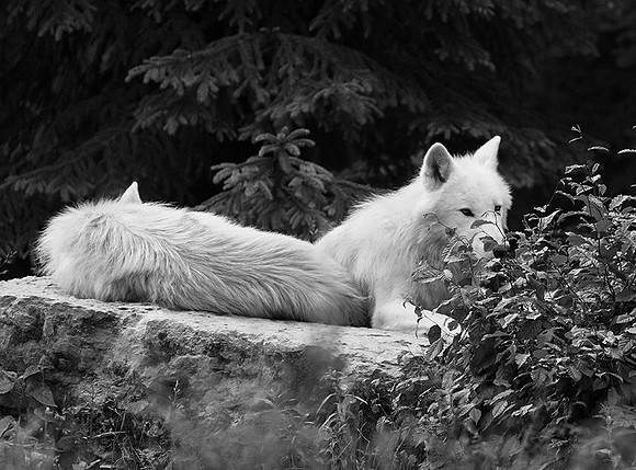 White wolves