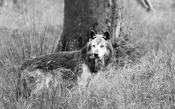 Black wolf - Parc animalier de ste Croix