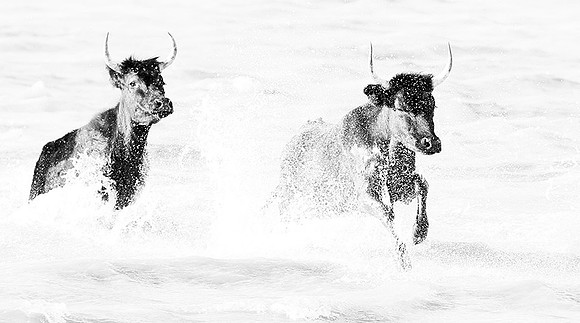 Black bulls - Camargue