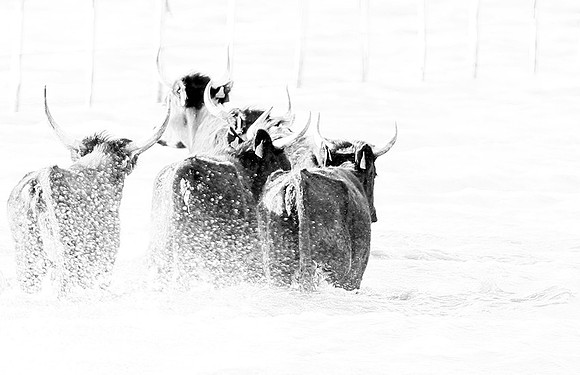 Black bulls - Camargue