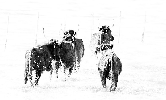 Black bulls - Camargue