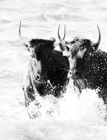 Black bulls - Camargue