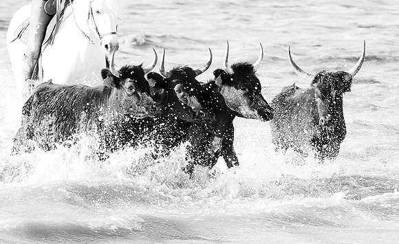 Black bulls - Camargue