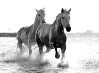 Camargue