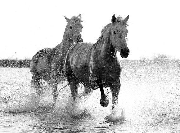 Camargue