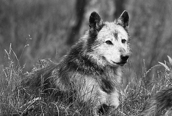 Black wolf - Parc animalier de ste Croix