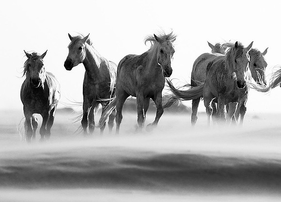 Horses in sand dunes - Camargue