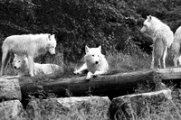 White wolves