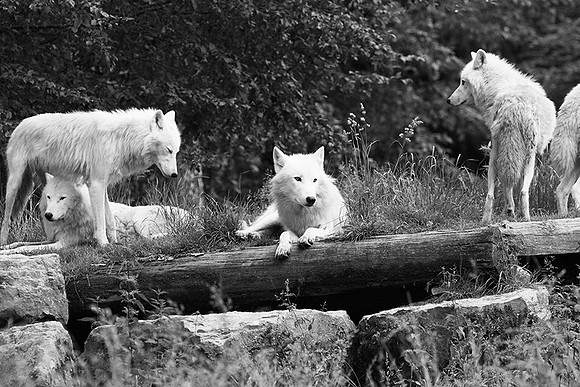 White wolves