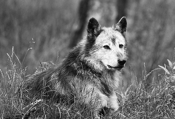 Black wolf - Parc animalier de ste Croix